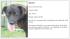 dog adoption