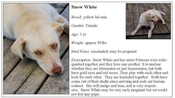 dog adoption