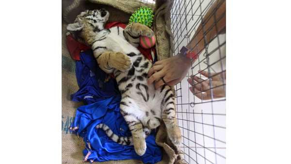 Tiger in suitcase