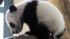 Panda Fu Hu (Happy Tiger) explores its enclosure...