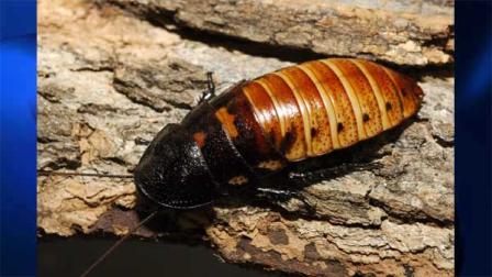 Hissing cockroach
