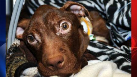 Patrick the miracle dog