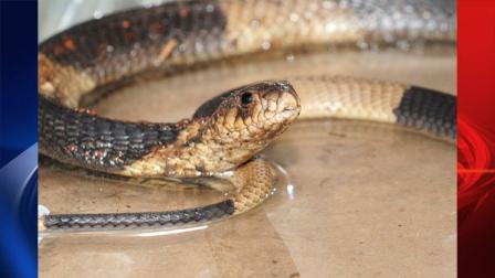 Bronx Zoos Egyptian cobra was found alive and well in Reptile House in non-public area on Thursday, March 31, 2011 after spending several days missing.