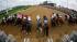 In a photo taken with a fisheye lens, horses...