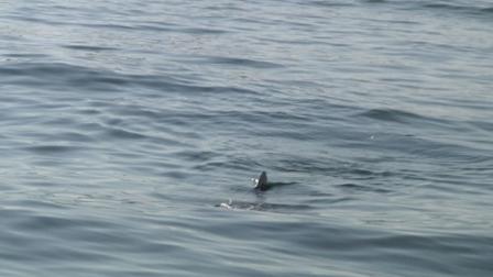 sharks