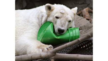ida central park polar bear