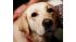 Patrina, a golden retriever lab mix, strikes a...