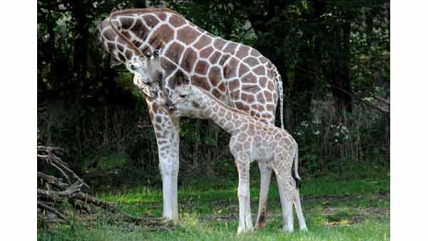 Baby giraffe at Bronx Zoo