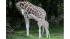 Baby giraffe at Bronx Zoo