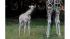 Baby giraffe at Bronx Zoo