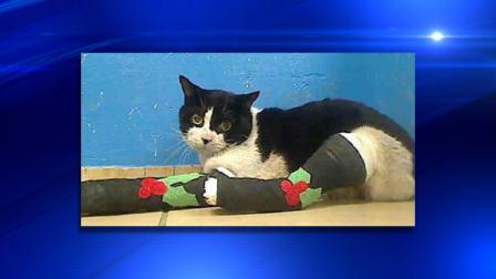 rudolph the cat