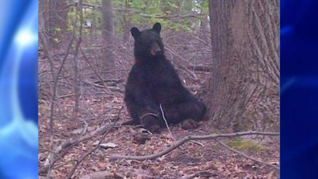 black bear