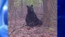 black bear