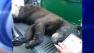 Bear captured in Union, New Jersey