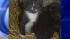 kittens killed