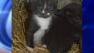 kittens killed