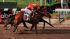 belmont stakes