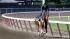The Belmont Stakes goes on without I'll Have... ::