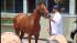 I'll Have Another retired day before Belmont... ::