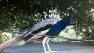 Peacock in Queens