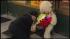 New dad murdered in botched bodega robbery ::