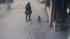 Girl's dog stolen on Christmas Eve ::