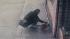 Raw video of suspected dognapper ::