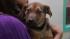 How to keep pets safe in cold temperatures ::