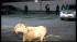 Goat gets loose in Brooklyn hospital parking... ::