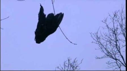 bridgewater dead vultures