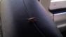 roaches on bus