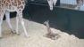 endangered giraffe born at connecticut conservation site