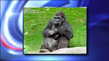 bronx zoo gorilla pattycake