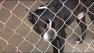 domino the talking dog
