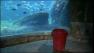 new york aquarium to reopen