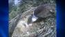 bald eagle cam
