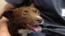 midnight the dog rescued after superstorm sandy