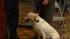 solider dog reunited