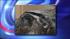 connecticut anteater mystery