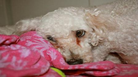 dogs at eyewitness news