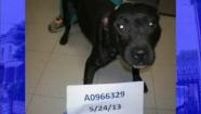 dog fighting