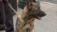 bear the police dog