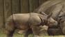 ethan the baby rhino rhinoceros