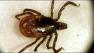 tick dangers