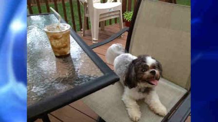 family dog missing after home burlary