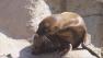 sea lions debut at new york city zoos