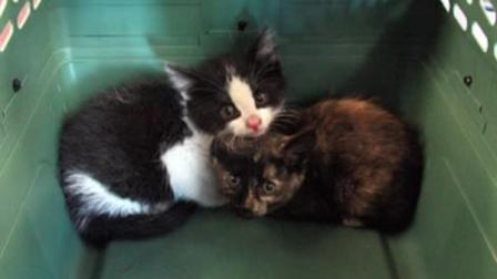 chciago joe and boxcar willemina