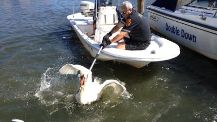swan rescue long island
