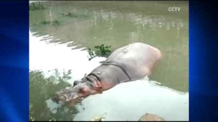 hippo escapes from china zoo during typhoon