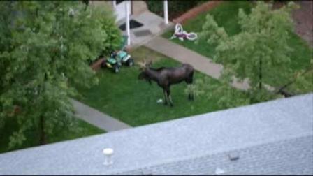 colorado wandering moose